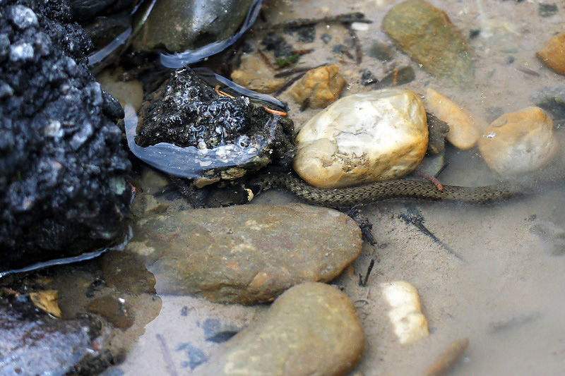 Biscia dal collare (natrix-natrix)
